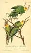 Incas (parakeet)