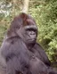 Koko (gorilla)