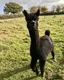 Geronimo (alpaca)