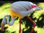 Greater (flamingo)