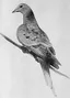 Martha (passenger pigeon)